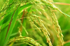 糧食重金屬檢測儀多少錢一臺？